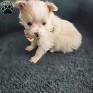 Eric, Pomeranian Puppy